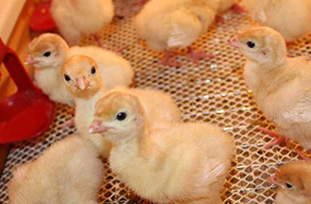 ��-5-1�-17 ��������һ ��� �������� (0-14 ����) ���� 30��