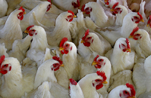 ��-5-6�-20 �����ػ ��� �������� (�� 31 ���) ���� 30 ��