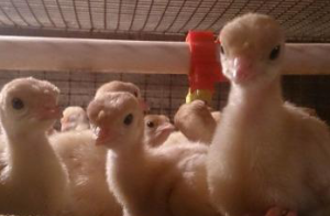 ��-11-1-24 ��� ������ (0-6 ����) ����