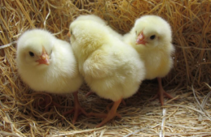 ��-2-2 �������� ��� ��������� ����� (1-7 ������) ����