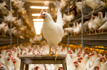 ��-1-1 ���������� ��� ���� (���-�������) ����