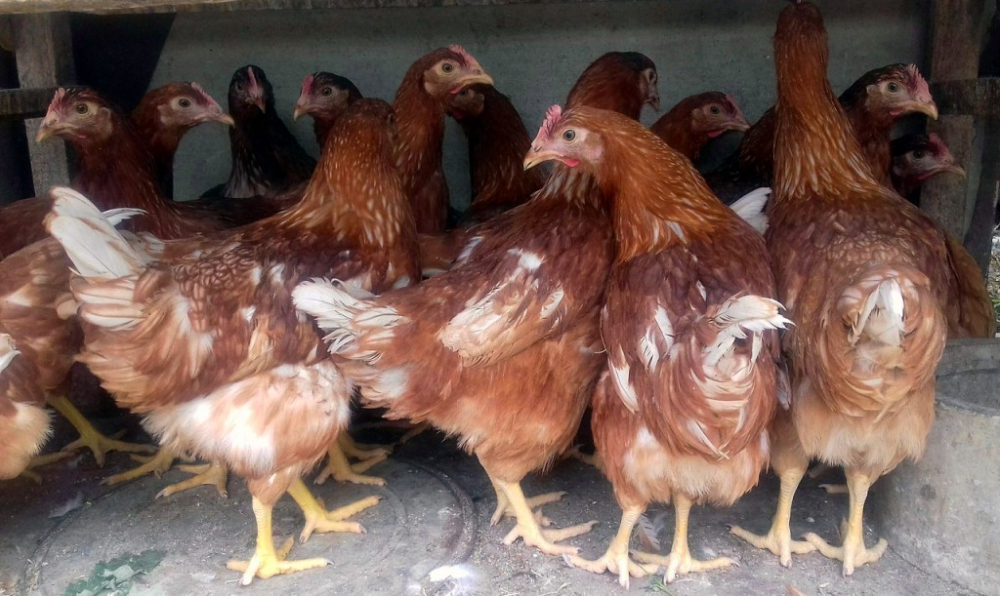 ��-3-26 �������� ��� ��������� �/� ����� (�� 8 ������) ���� 30��