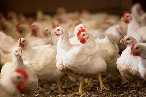 ��� ��������